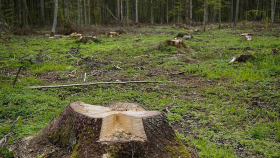 Экс-сотрудник минлесхоза Красноярска вырубил 42,5 тысячи деревьев